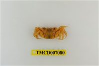 藏品(帝王仿相手蟹)的圖片